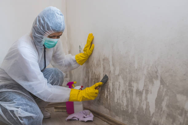 Best Emergency Mold Remediation in Martins Additions, MD