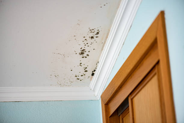 Best Insurance-Related Mold Remediation in Martins Additions, MD