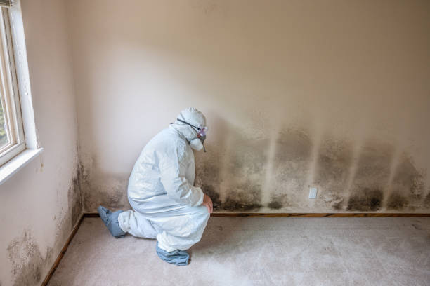 Best Attic Mold Remediation in Martins Additions, MD